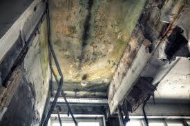 Best Mold Remediation for Rental Properties  in USA